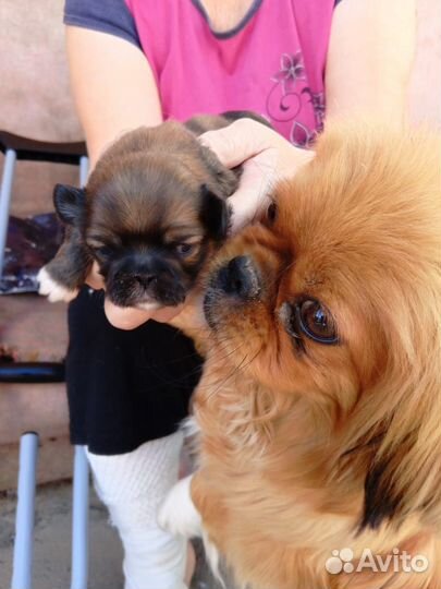 Щенки пекинеса