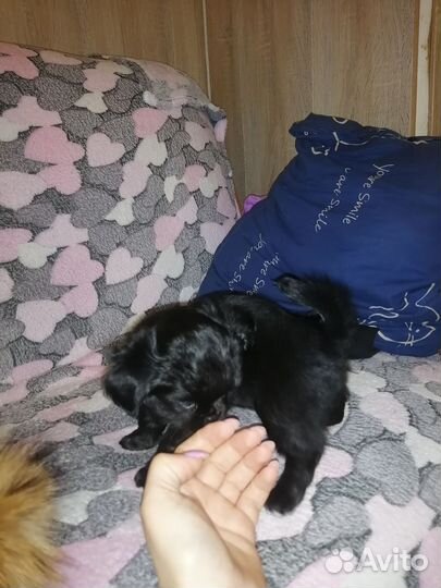 Щенки чихуахуа