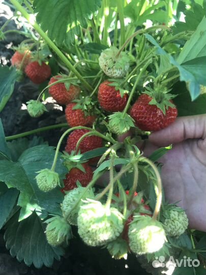 Саженцы,клубника,малина,картофель