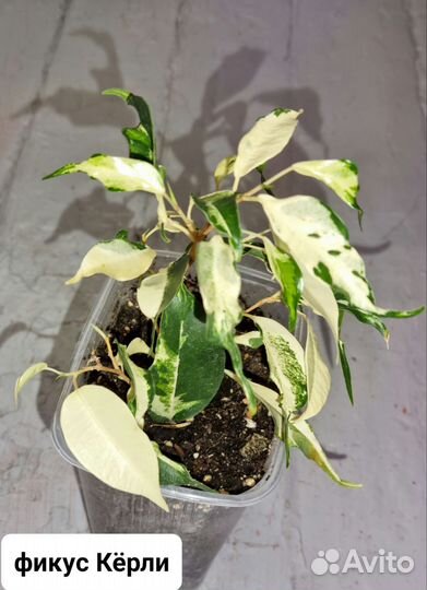 Фикус каучуконосный,бенджамина