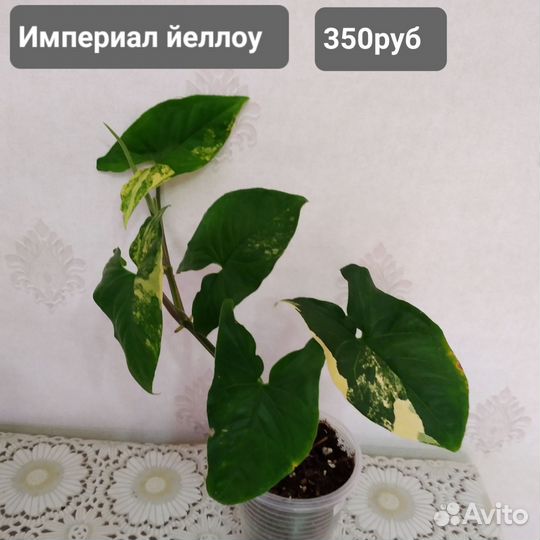 Сингониумы сортовые