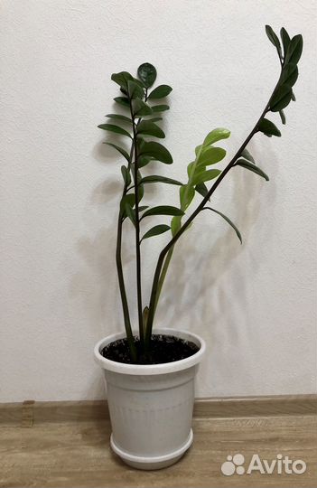 Замиокулькас-долларовое дерево