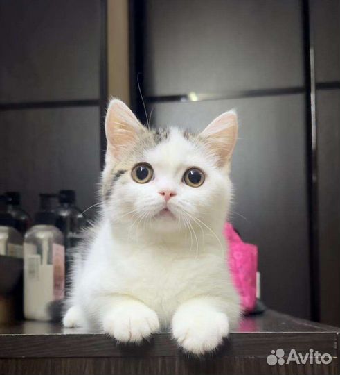 Шотландский мальчик