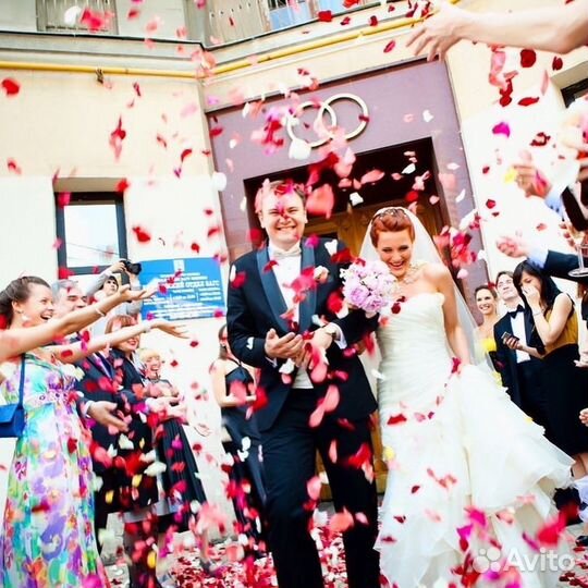 Свежие Лепестки Роз