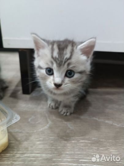 Котята