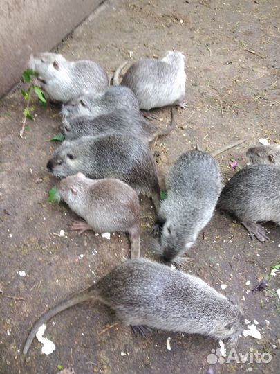 Нутрии самцы на развод и на мясо