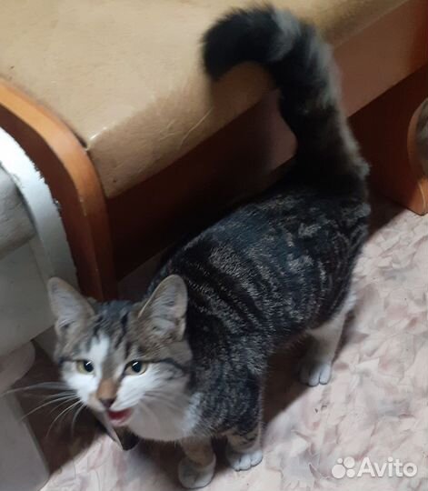 Котик молодой