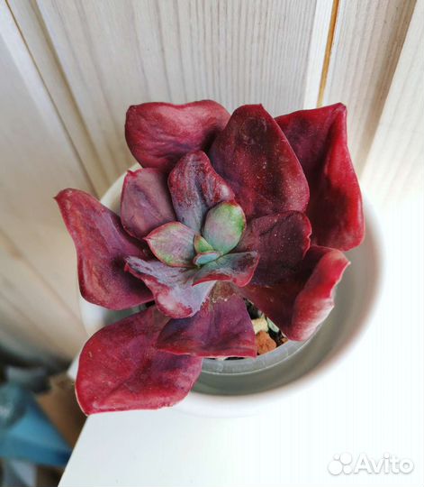 Суккуленты