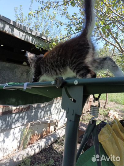 Отдам котенка в добрые