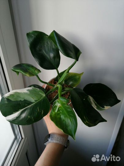 Филодендрон white wizard, белый волшебник