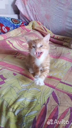 Котенок мальчик