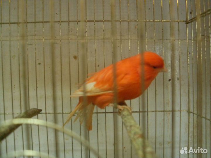 Цветные канарейки