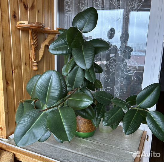 Фикус бенджамина