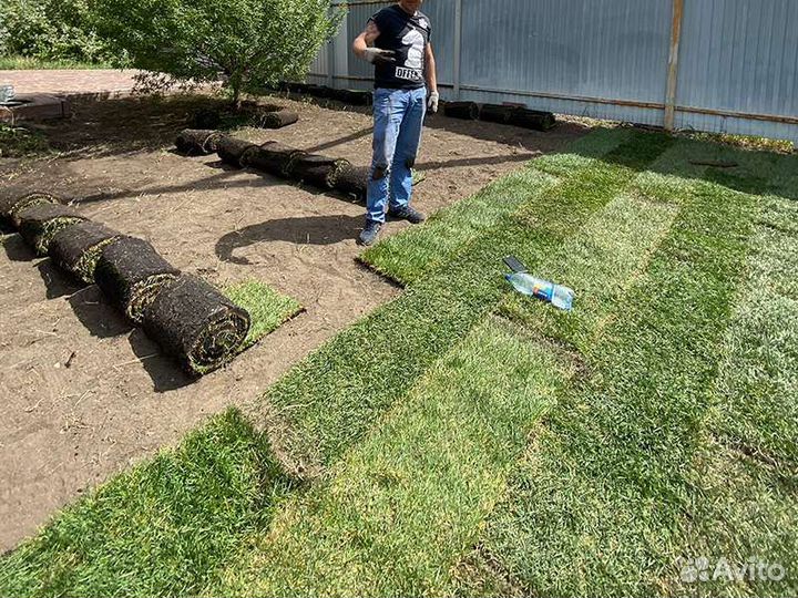 Рулонный газон Элит 2023г