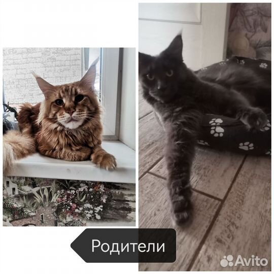 Котята мейн-кун