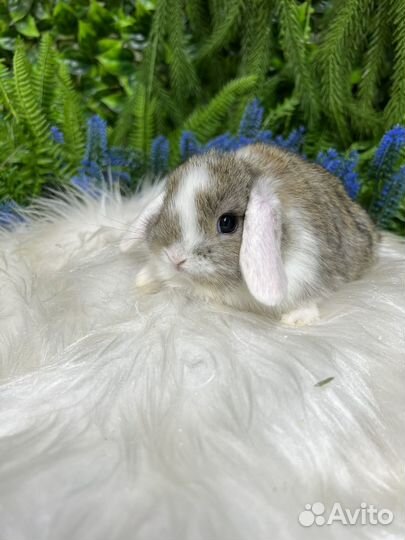 Карликовые кролики