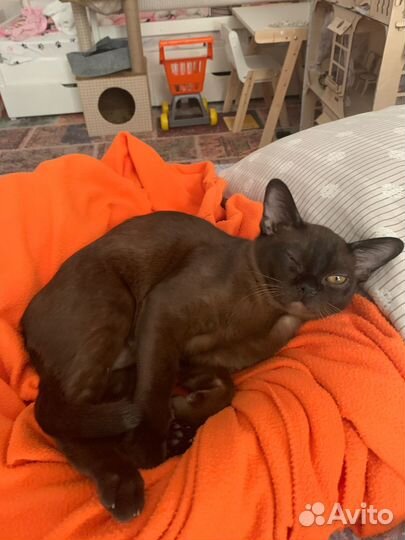 Котенок бурманской породы