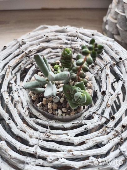 Суккуленты и флорариумы