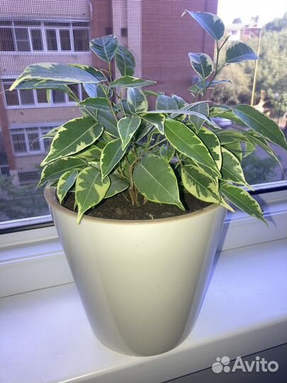 Фикус бенджамина пестролистный