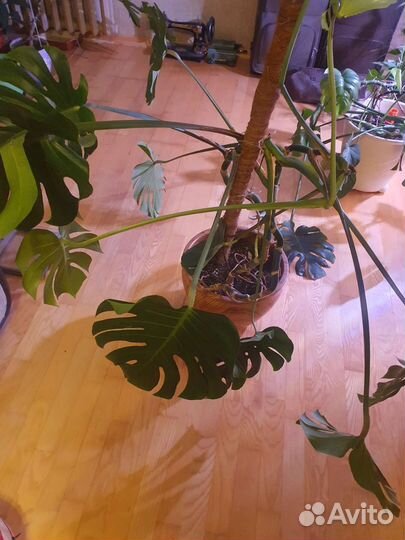 Монстера и другие комнатные растения