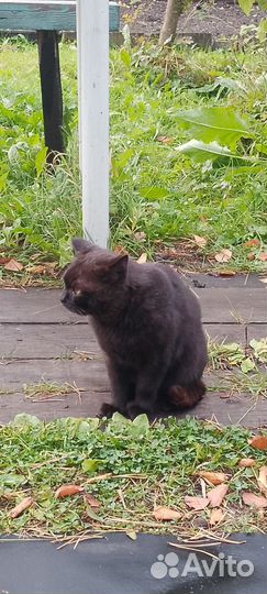 Отдам кота в добрые руки