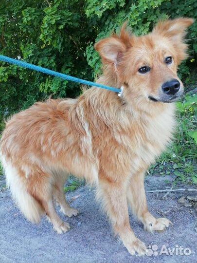 Рыжий красавчик Мэтти ищет дом в добрые руки