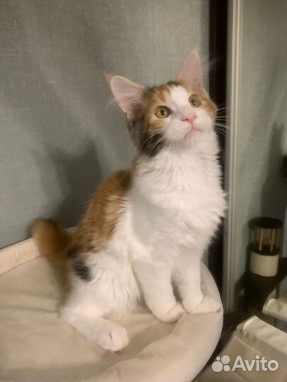 Кошечка мейн-кун