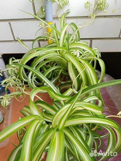 Сингониум,хлорофитум