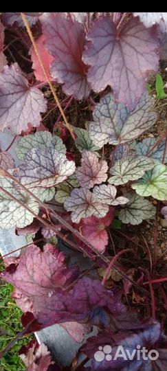 Гейхеры 40 сортов