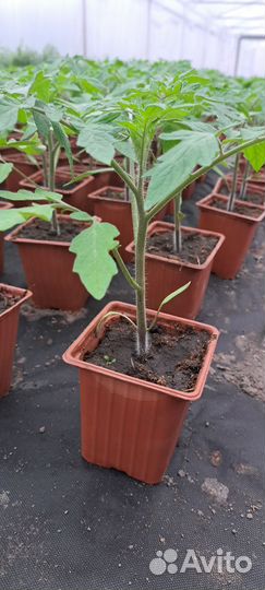 Рассада томатов