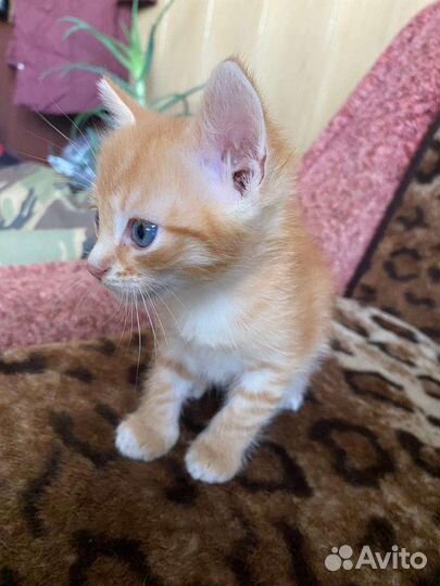 Отдам трех красивых котят