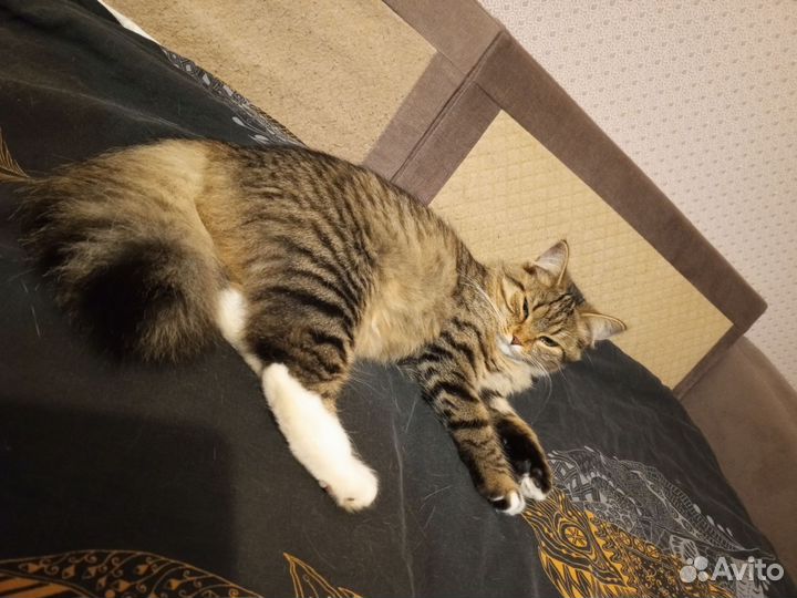 Кошечку в добрые руки