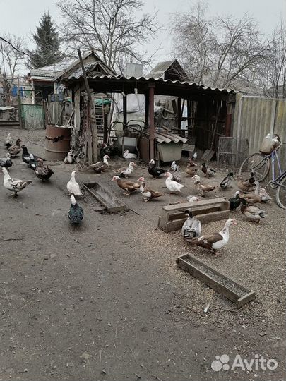 Мускусные утки