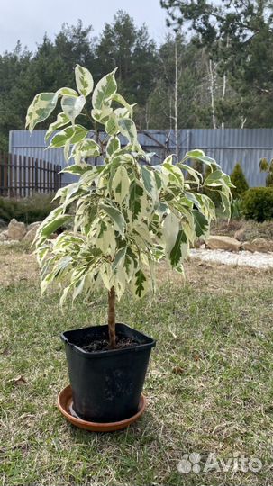 Фикус бенджамина белый