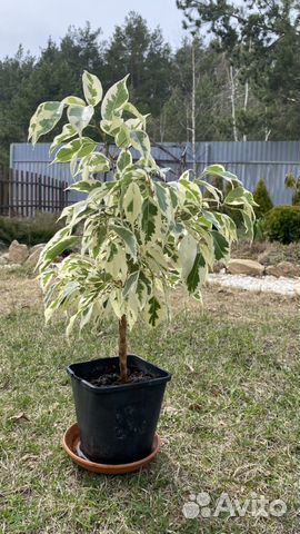 Фикус бенджамина белый