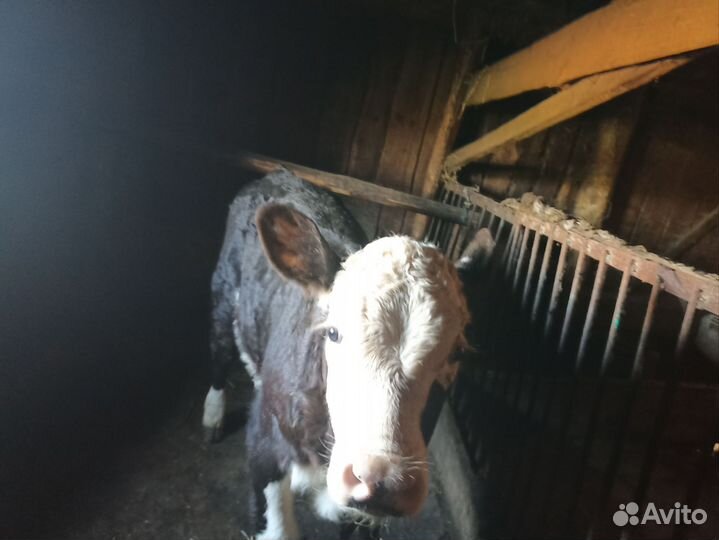 Телёнок телка