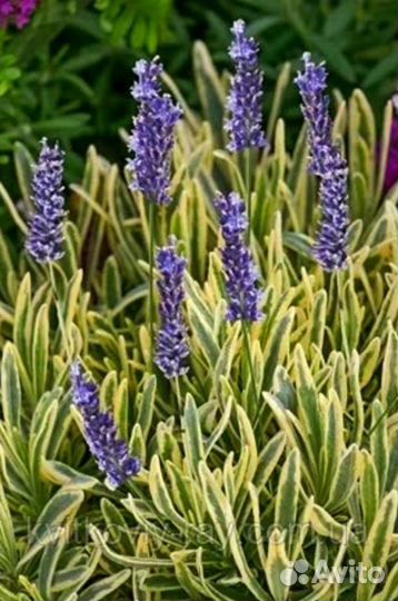 Лаванда и розмарин