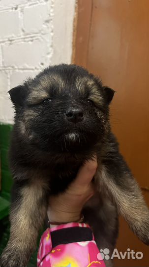 Найдены щенки