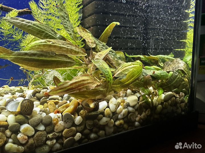 Криптокорина