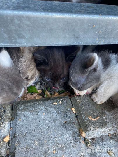 Котята в добрые руки