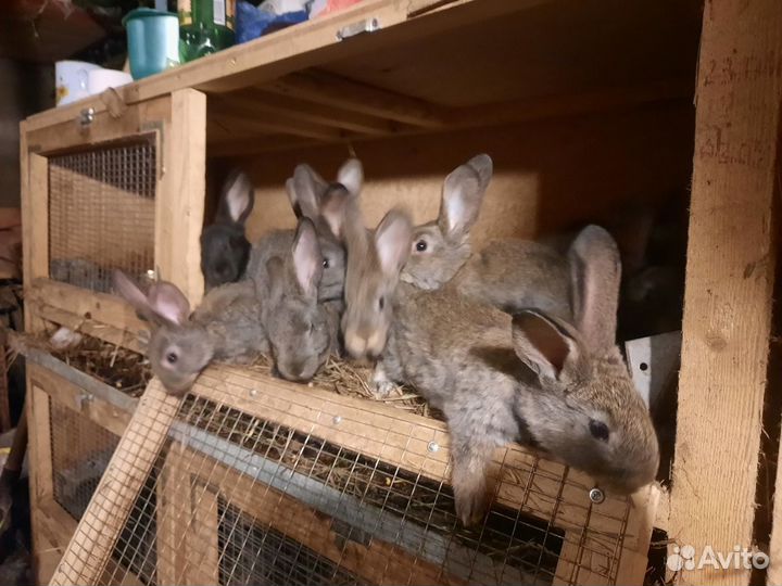 Кролики мясных пород