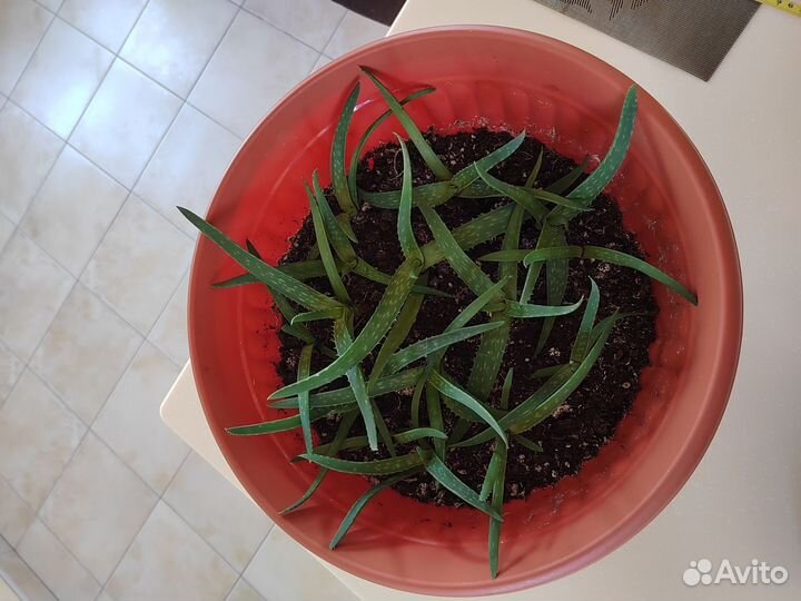 Алое вера (лечебный)