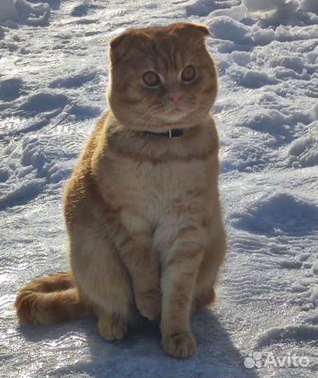 Приглашаем на вязку бесплатно