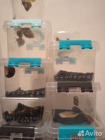 Улитки ахатины, архи