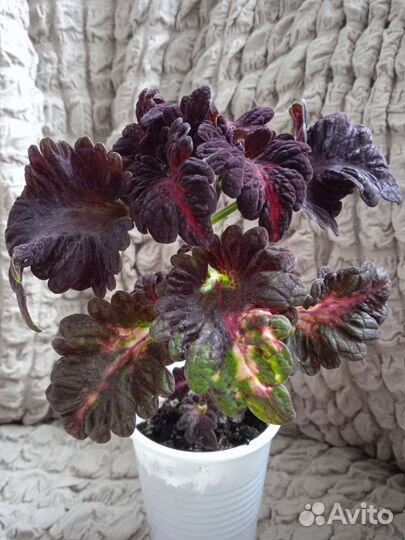 Колеус Блэк Драгон