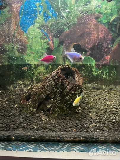 Аквариум 50л