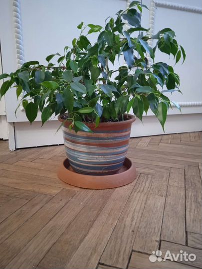 Фикус бенджамина 25 см