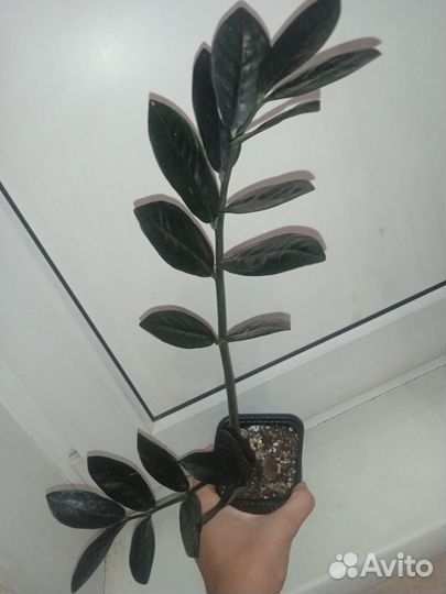 Замиокулькас черный равен, зензи и обычный