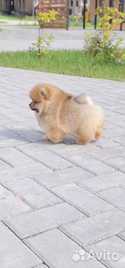 Девочка помераночка с видео