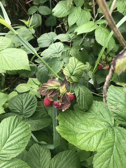 Участок 35,8 сот. (ИЖС)